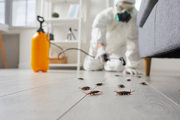 Affordable Termite Control solutions in High Bridge, WA